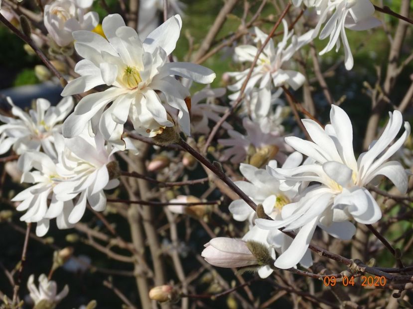  - Copacei si arbusti 2020