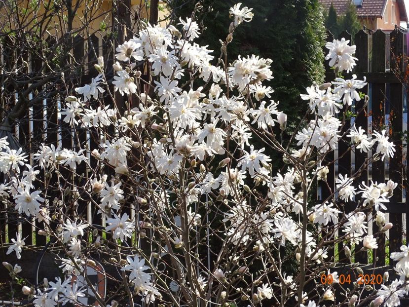  - Copacei si arbusti 2020