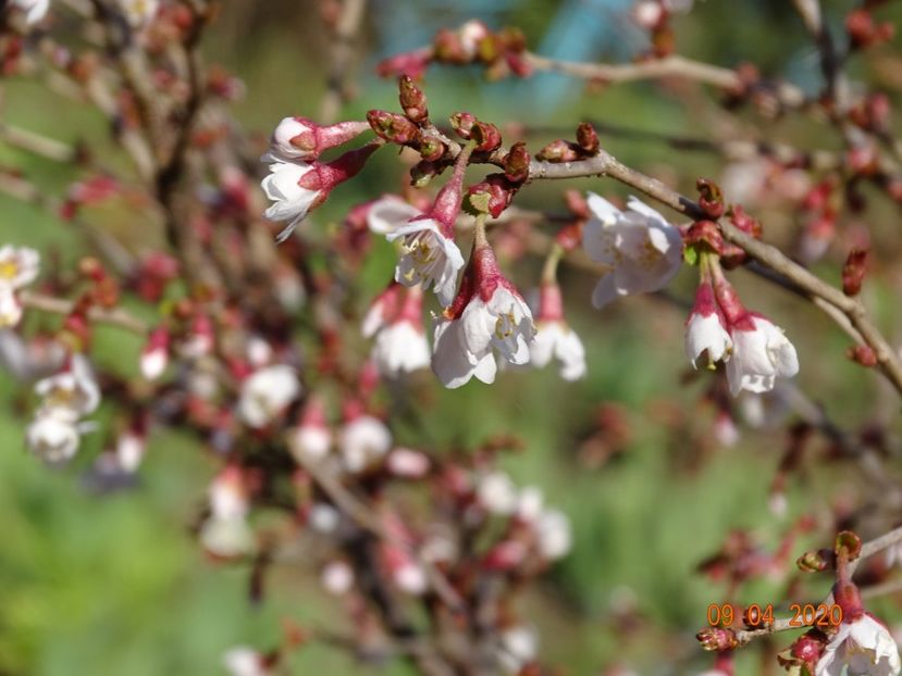  - Copacei si arbusti 2020