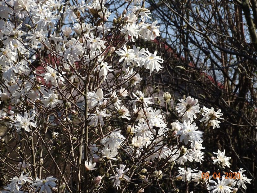  - Copacei si arbusti 2020