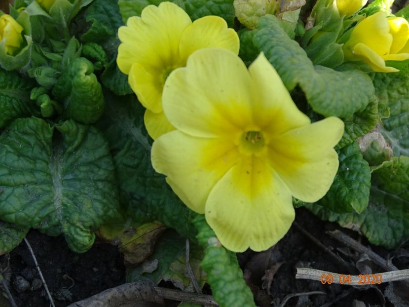 primula acaulis - Primule 2020