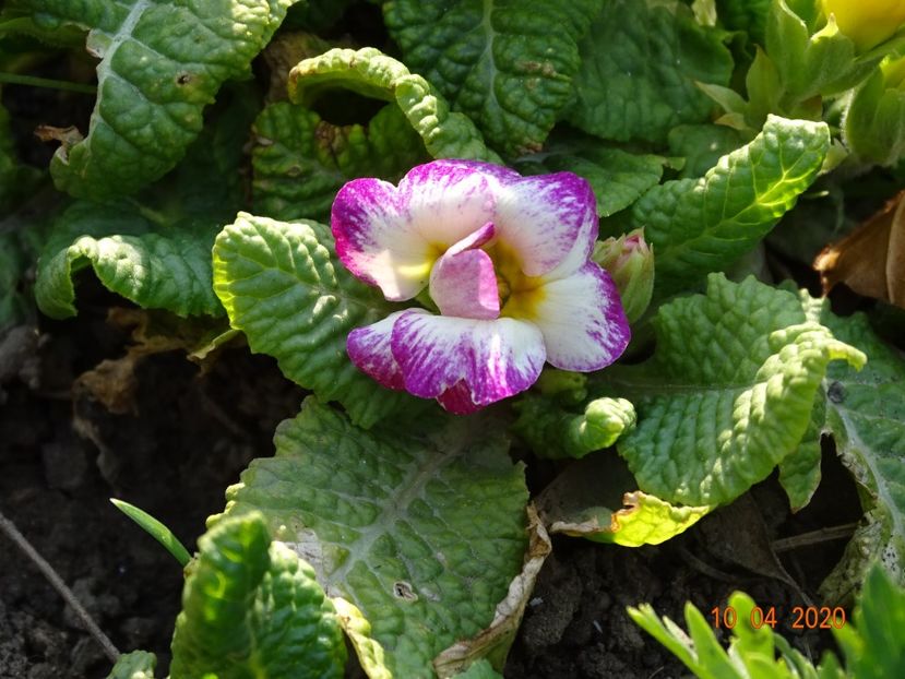 primula acaulis - Primule 2020