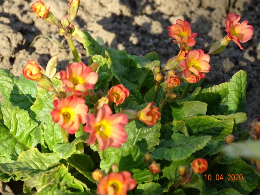 Wanda Tomato Red - Primule 2020