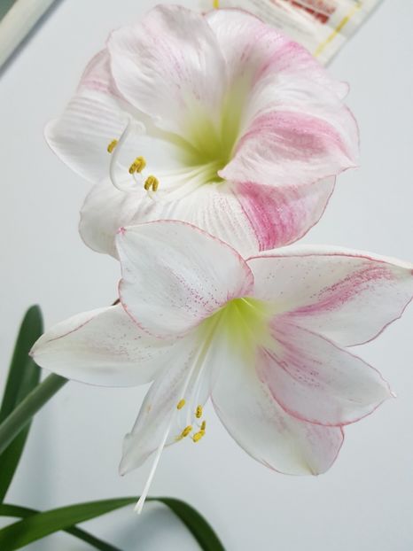  - Hippeastrum 20-23