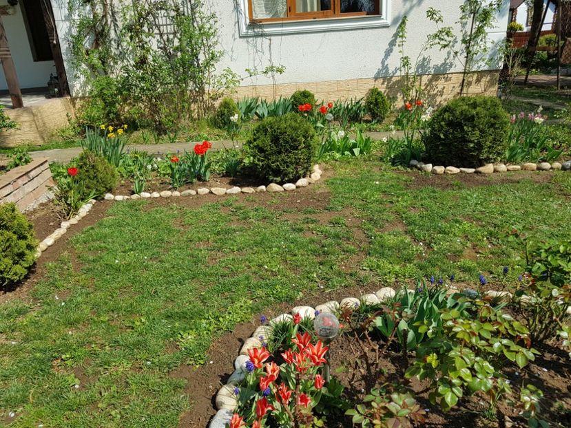  - 2020 Aprilie Gradina Rozelor