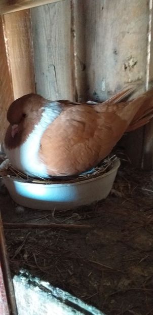 2020 - Strasser 2019-2023