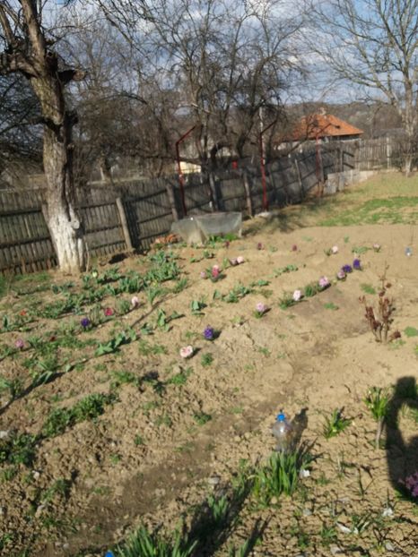  - Primavara2020