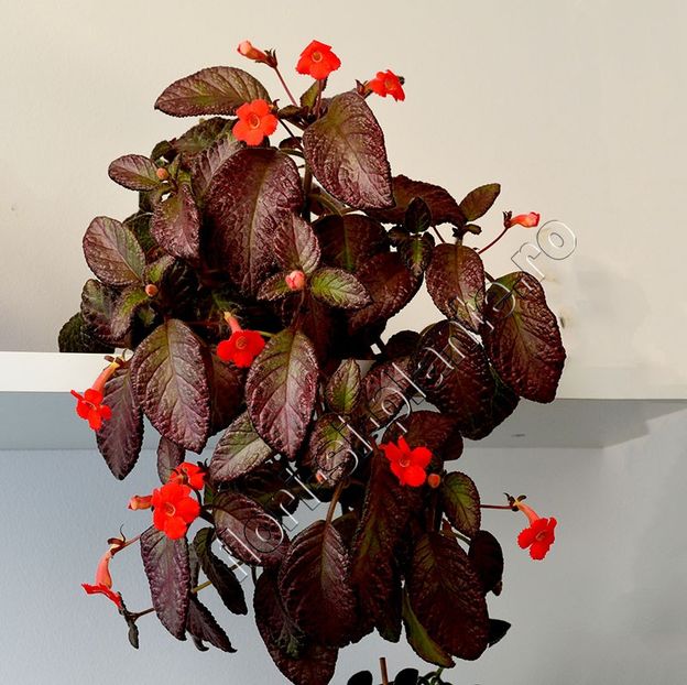 Episcia Malaysian Gem - EPISCIA