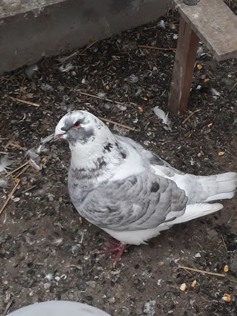  - pasari si porumbei ce detin in prezent
