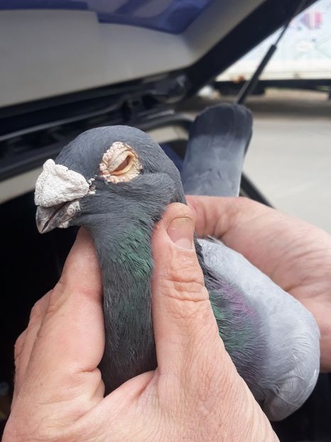  - pasari si porumbei ce detin in prezent