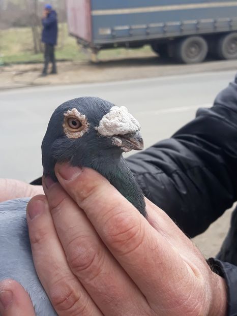  - pasari si porumbei ce detin in prezent