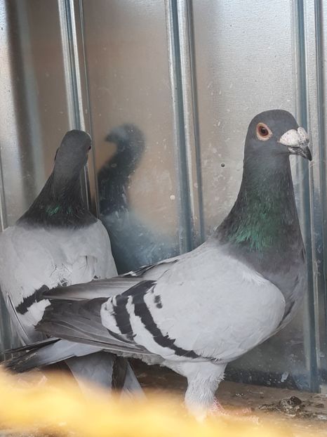  - pasari si porumbei ce detin in prezent
