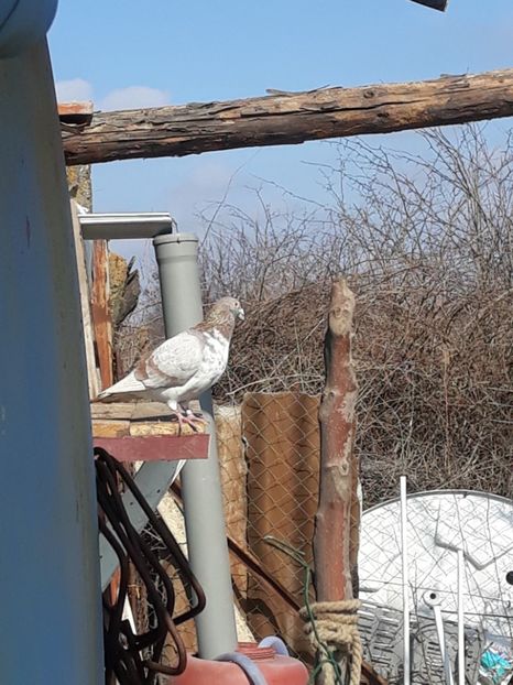  - pasari si porumbei ce detin in prezent
