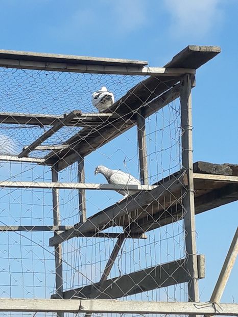  - pasari si porumbei ce detin in prezent