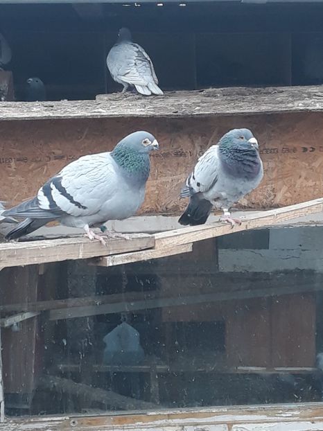  - pasari si porumbei ce detin in prezent