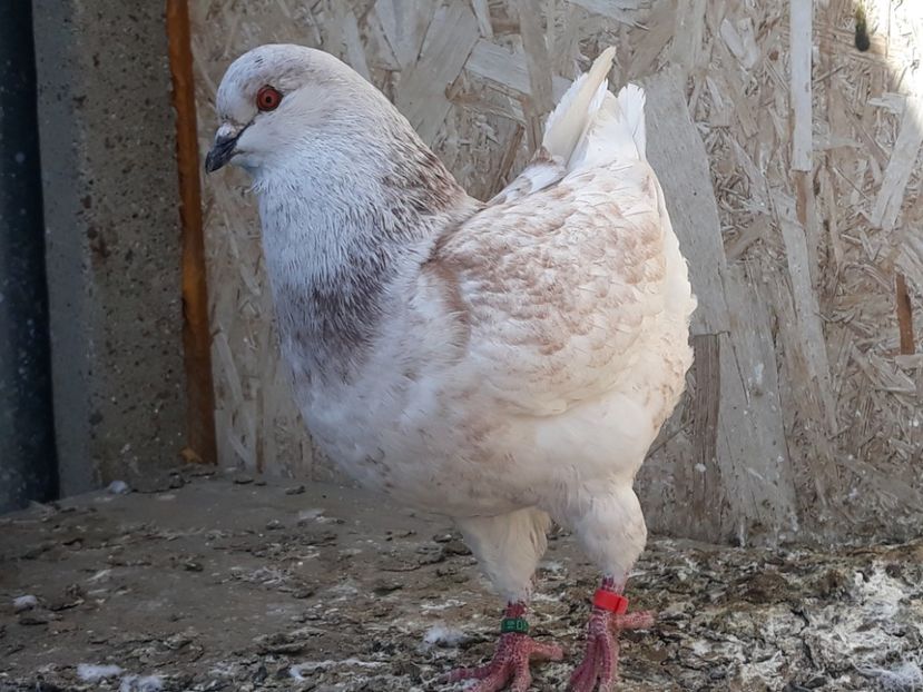  - pasari si porumbei ce detin in prezent