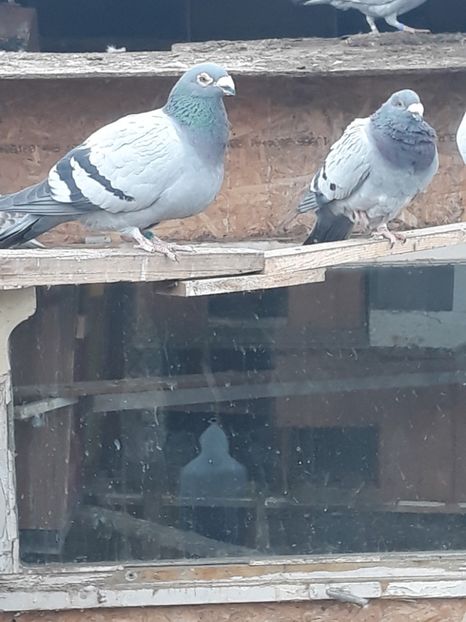  - pasari si porumbei ce detin in prezent