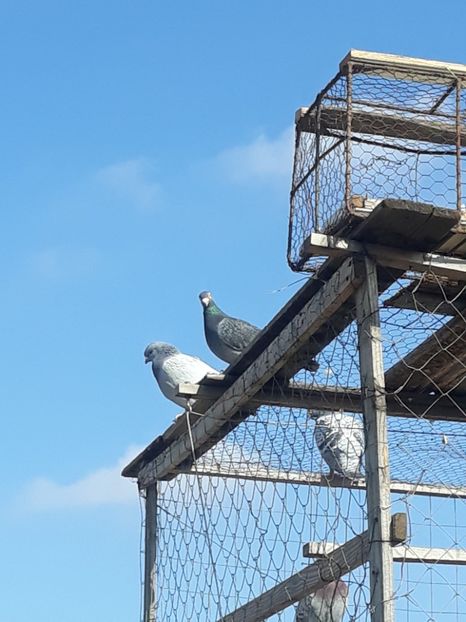  - pasari si porumbei ce detin in prezent