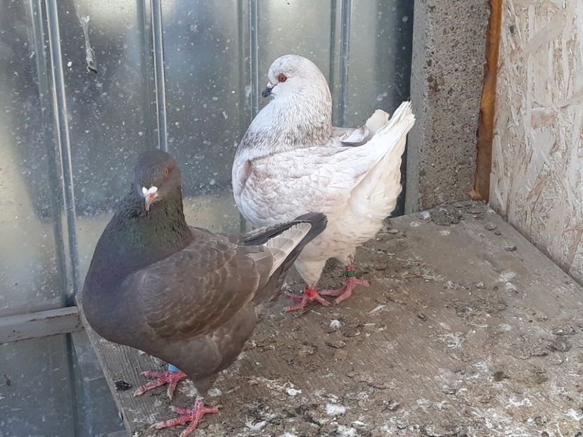  - pasari si porumbei ce detin in prezent