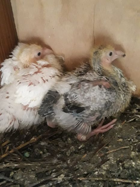  - pasari si porumbei ce detin in prezent