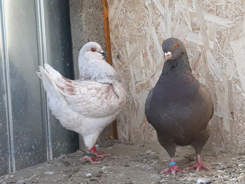  - pasari si porumbei ce detin in prezent