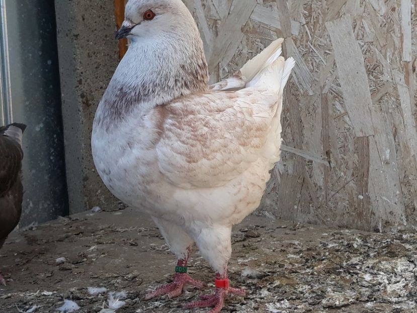  - pasari si porumbei ce detin in prezent