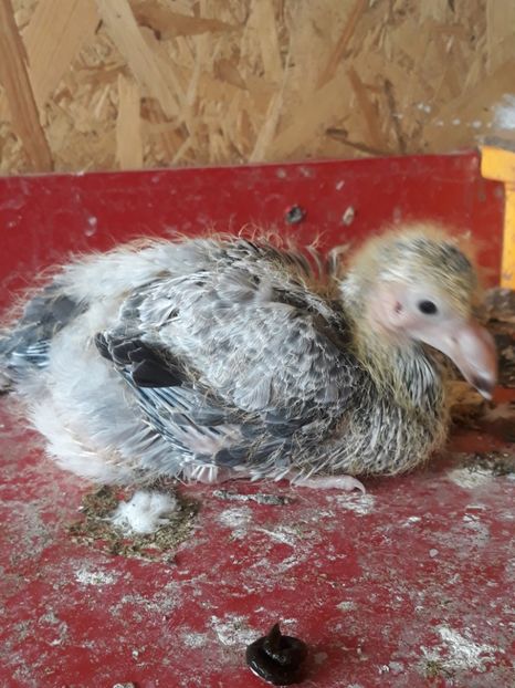  - pasari si porumbei ce detin in prezent