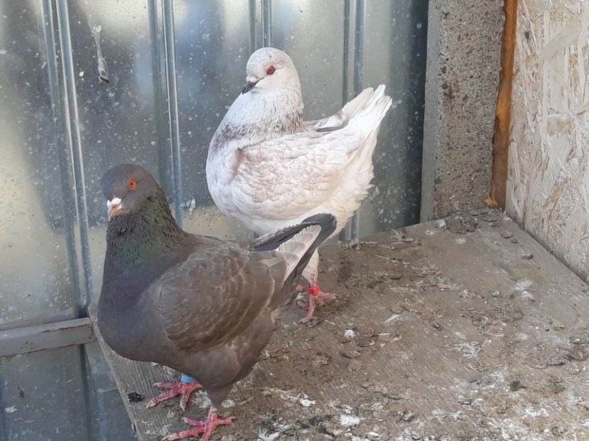  - pasari si porumbei ce detin in prezent