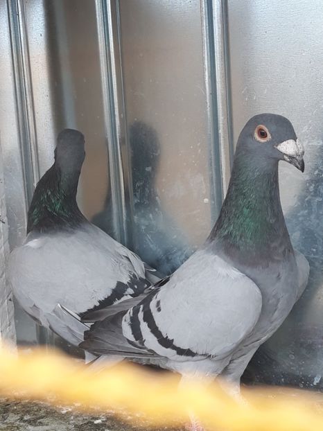  - pasari si porumbei ce detin in prezent