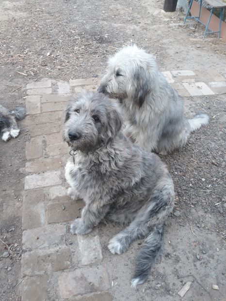  - Prietenii mei cei mai buni
