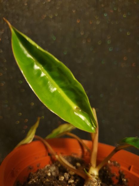 Prima frunza "acasa" - Philodendron BILLIETIAE