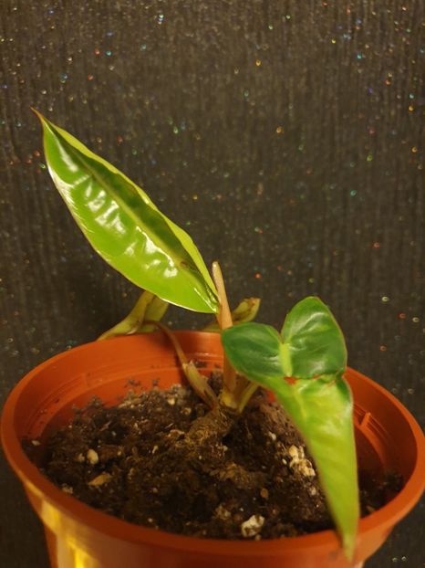  - Philodendron BILLIETIAE