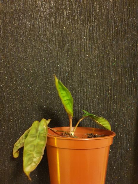  - Philodendron BILLIETIAE