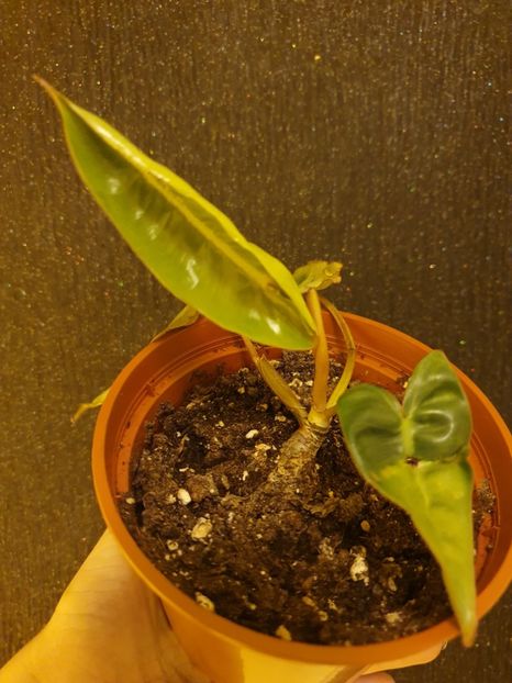  - Philodendron BILLIETIAE