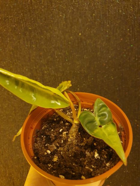  - Philodendron BILLIETIAE