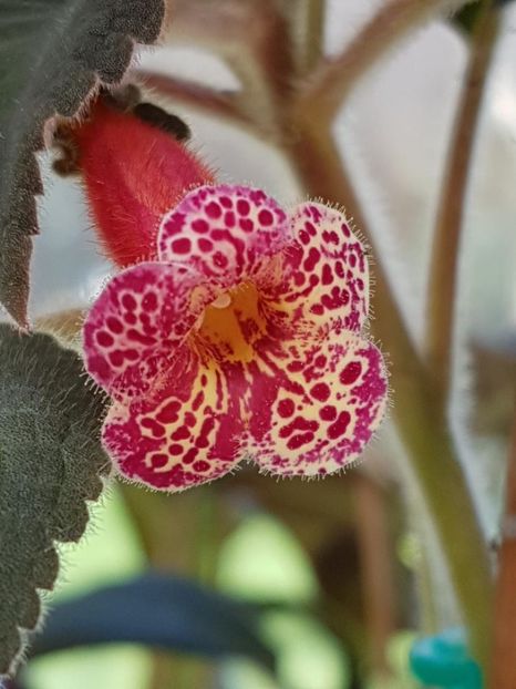 Multiflora - KOHLERIA 2020