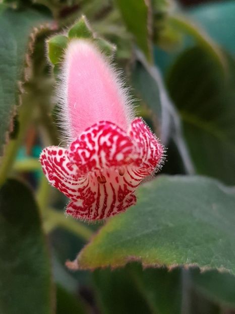 Luci.s Rays - KOHLERIA 2020