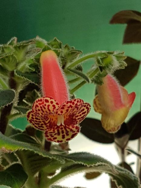 Yf,s Emma - KOHLERIA 2020