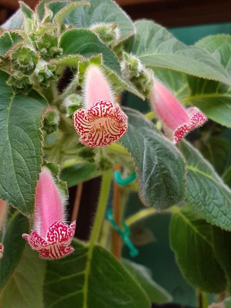 Luci,s Rays - KOHLERIA 2020