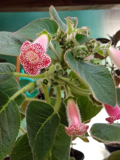 Luci,s Rays - KOHLERIA 2020