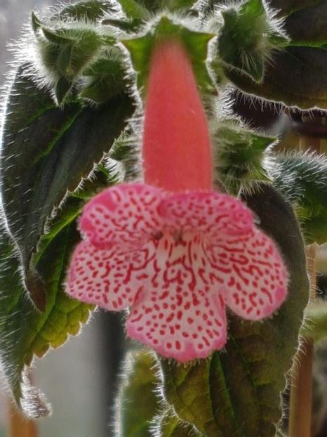 Sunshine - KOHLERIA 2020