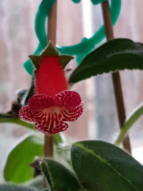 Lady in Red - KOHLERIA 2020