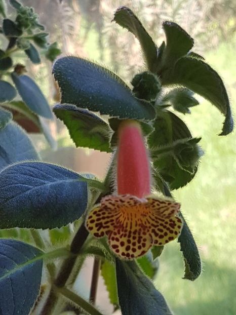 Yf,s Emma - KOHLERIA 2020