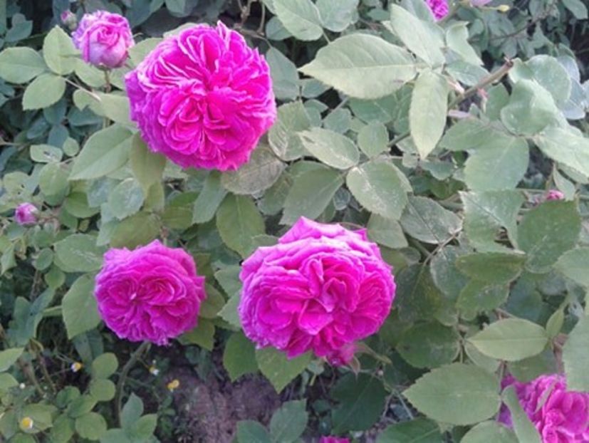 nr 5 Rose de recht - trandafiri de dulceata