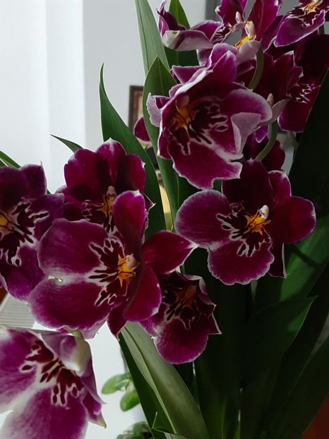  - Miltoniopsis Maui Pride