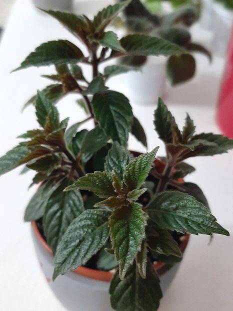  - achimenes-primele incercari