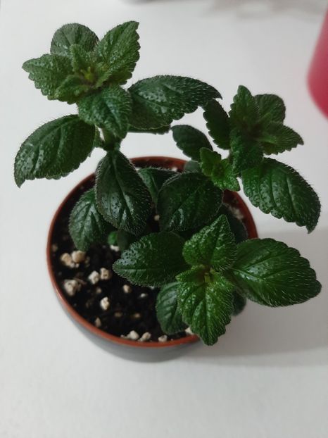  - achimenes-primele incercari