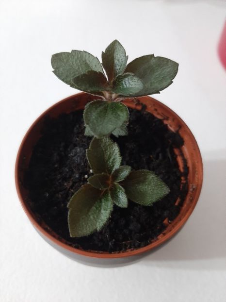 Harecroft - achimenes-primele incercari