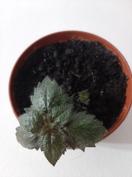  - achimenes-primele incercari