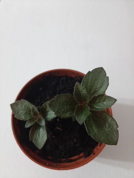  - achimenes-primele incercari